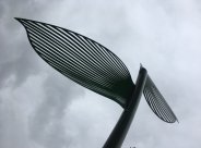 IMG_8464-1